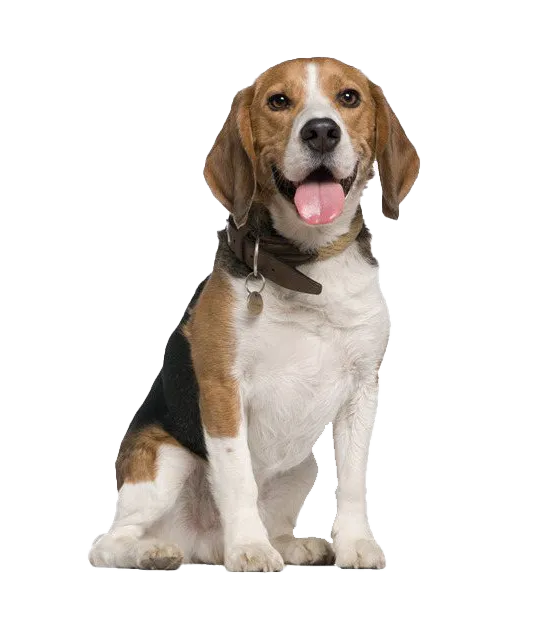 Dixie