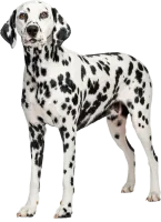 Murphy
